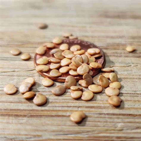 Aubergine Seeds .